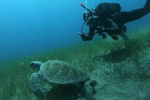 Buceo en Tortuga y Rayas - 8