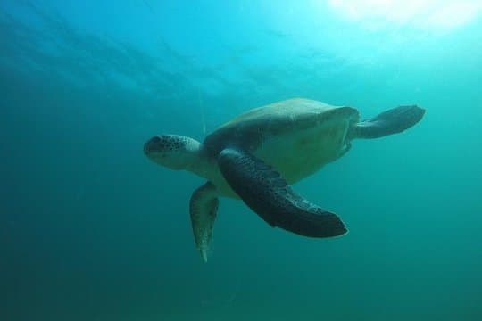 Curso Especializado de identificación de peces SSI en Tenerife - 6