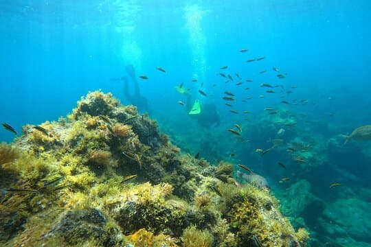Buceo en Tortuga y Rayas - 5