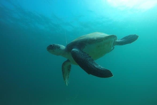 Curso Especializado de identificación de peces SSI en Tenerife - 4