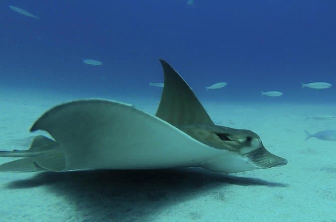 PADI Reactivate, ¡refresca tus habilidades de buceo! - 8
