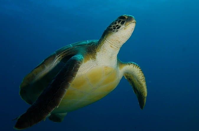 Curso PADI Advanced Open Water Diver (AOWD) - 2 días - 7
