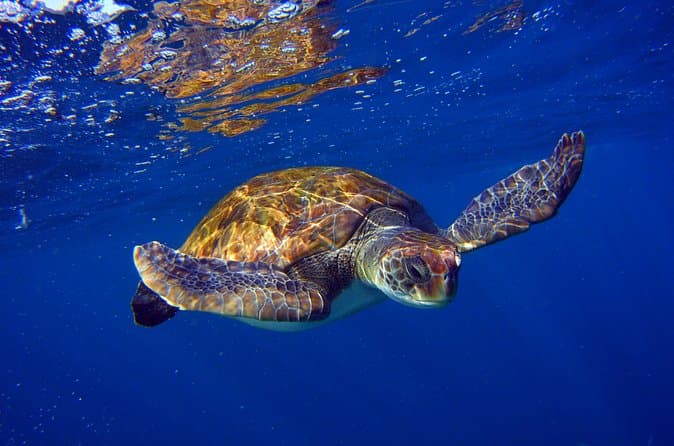 Snork Snork - 7