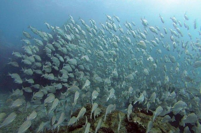 Me encanta el buceo - 8