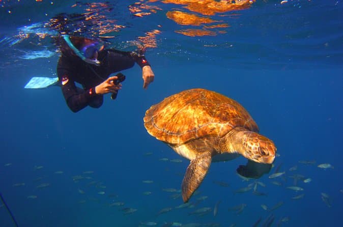 Snork Snork - 8