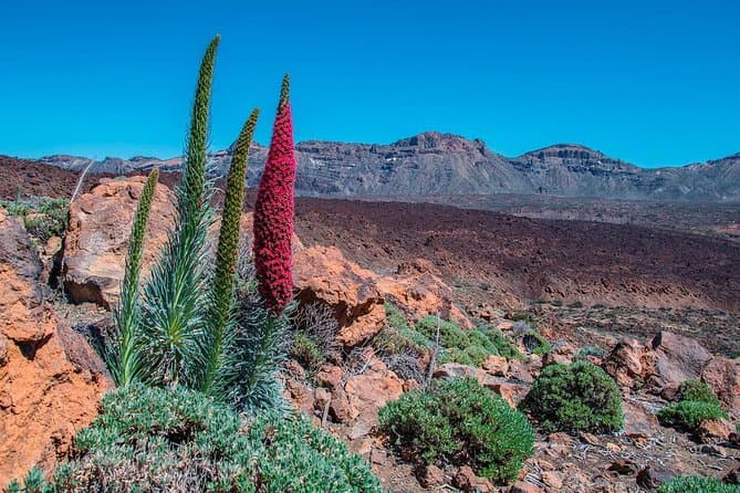 Parque Nacional del Teide - 7