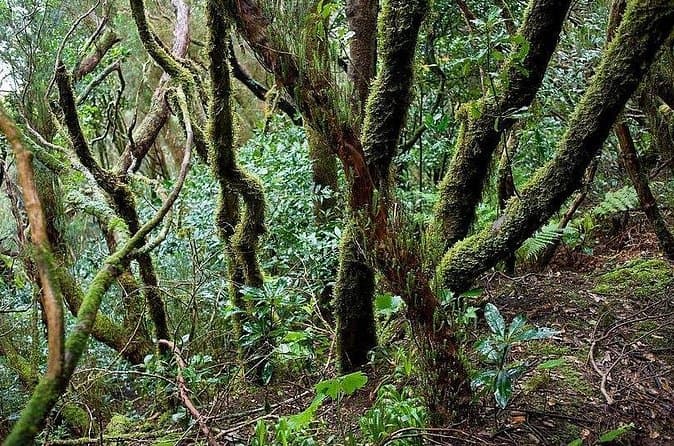 Excursión privada VIP a las montañas y la selva de Anaga en Tenerife - 6