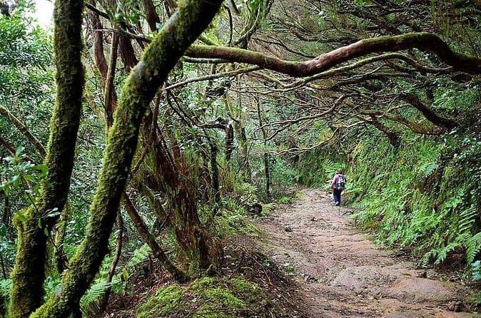 Excursión privada VIP a las montañas y la selva de Anaga en Tenerife - 7