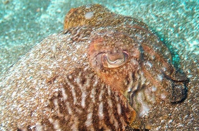 Curso Padi De Iniciación Al Buceo En Tenerife: 2 Inmersiones - 8
