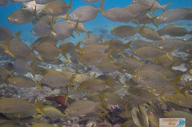 1 Inmersión De Iniciación En Tenerife De 3,5 Horas - 8