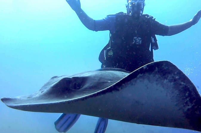 Curso de submarinismo en aguas abiertas PADI en Tenerife - 6