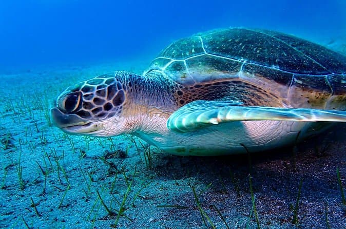 Curso de Buceo Open Water de 4 Días en Tenerife - 6