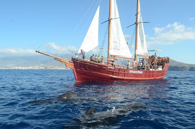 Sealife Avistamiento de delfines y ballenas a bordo de una goleta portuguesa - 7