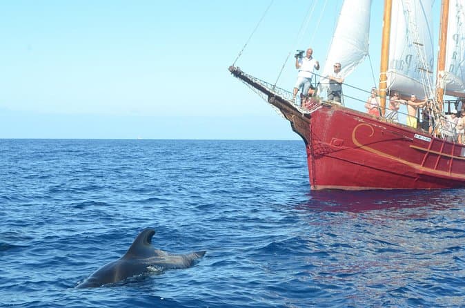 Sealife Avistamiento de delfines y ballenas a bordo de una goleta portuguesa - 8