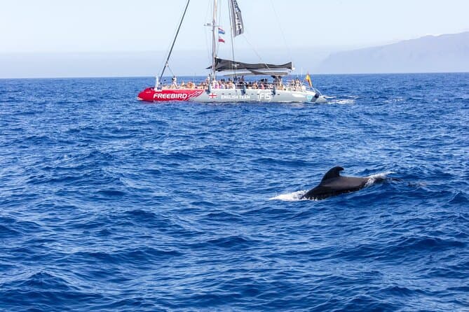 Exclusivo crucero en catamarán Freebird para avistar ballenas y delfines a Caleta - 6
