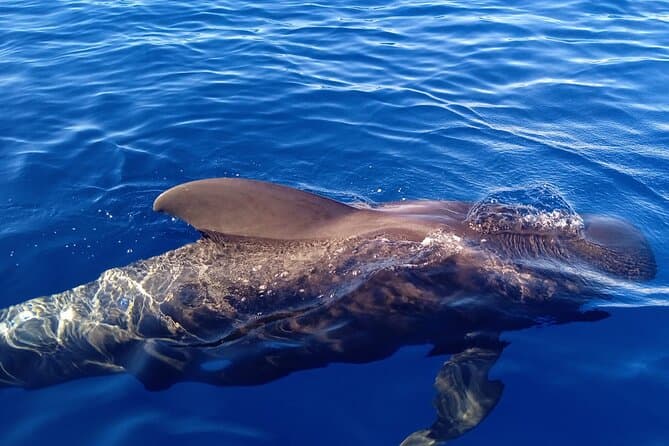 Charter Privado 2 Horas Avistamiento de Ballenas Puerto Colón Adeje - 7