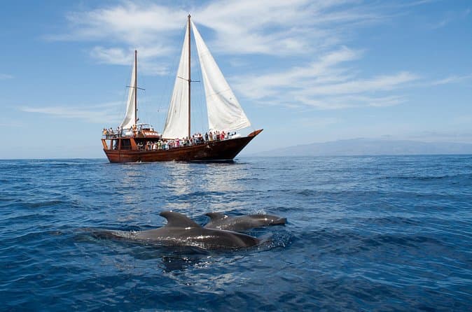 Observación respetuosa de ballenas en un barco de madera y nadar - 8