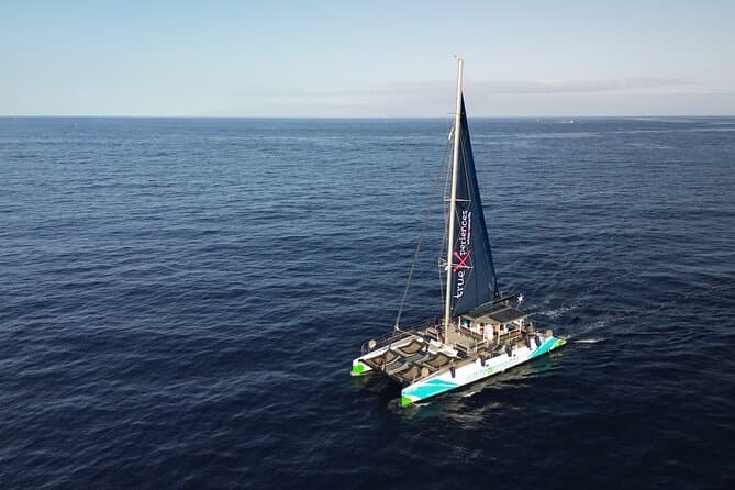 Eco catamarán avistamiento de ballenas en Tenerife - 8