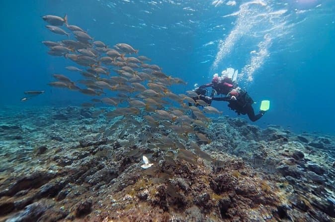 Tenerife Experiencia de buceo principiante con fotos y vídeos - 7
