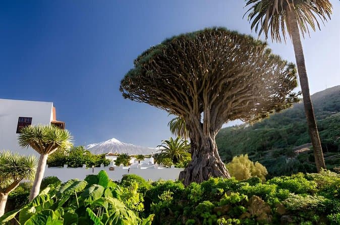 Tour Teide Masca Garachico e Icod desde Puerto de la Cruz - 7