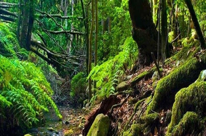 Excursión de un día a La Gomera desde Tenerife Sur - 6