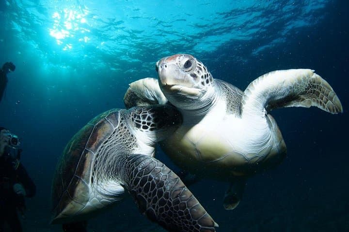 Tortugas - 1