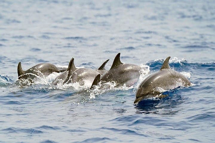 Las familias de ballenas piloto son residentes todo el año del sur de Tenerife. - 5