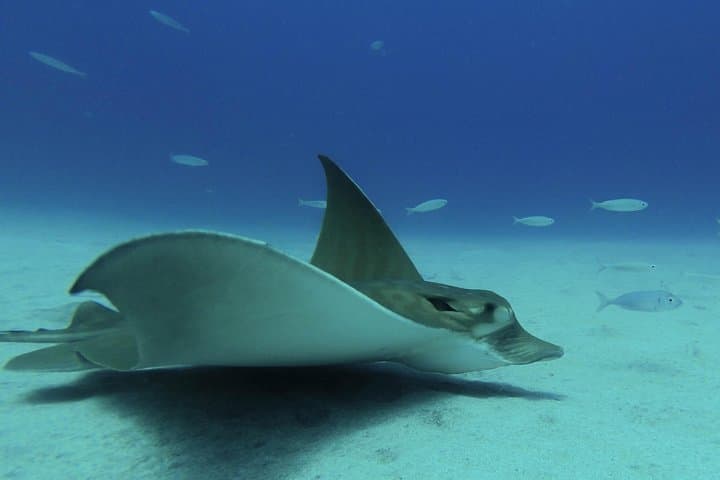 Buceo guiado en Tenerife (para buceadores certificados) - 6