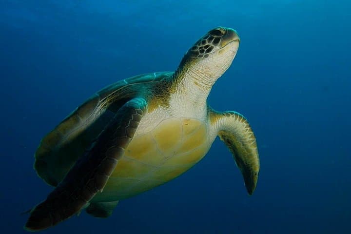 Curso PADI Advanced Open Water Diver (AOWD) - 2 días - 1