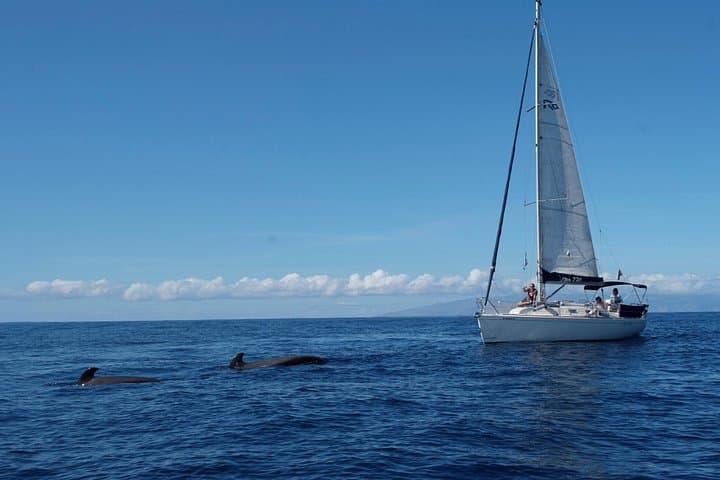 Velero de lujo para avistamiento de ballenas Gran Azur - 2