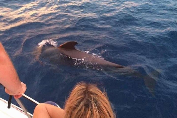 Ballenas y delfines - 6