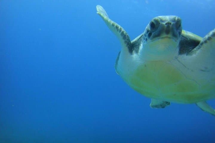 Tortugas - 3