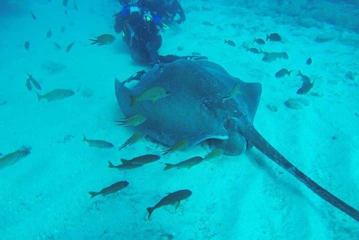 Buceo divertido - 2
