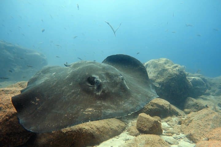 Buceo para buceadores certificados en Costa Adeje - 5