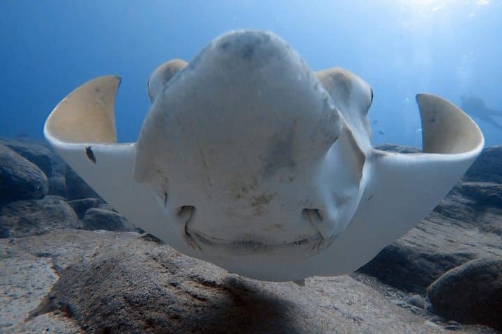 Buceo para buceadores certificados en Costa Adeje - 3