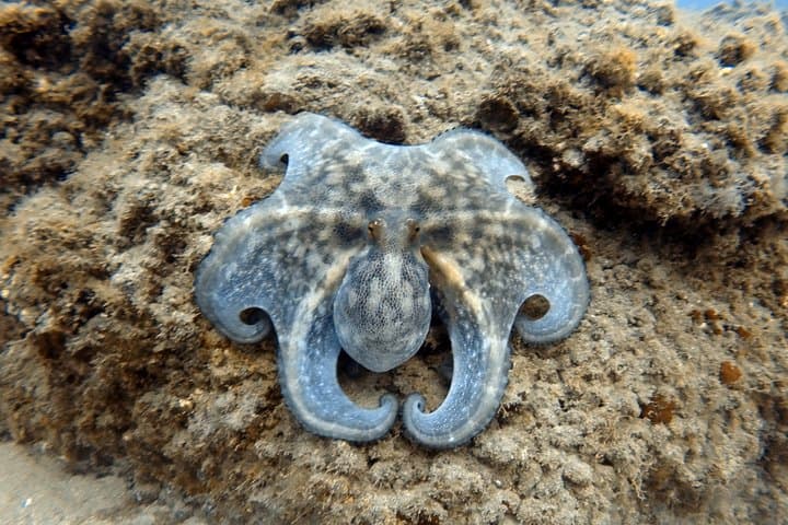 Buceo para buceadores certificados en Costa Adeje - 6