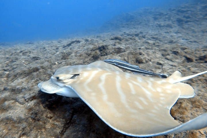 Buceo para buceadores certificados en Costa Adeje - 7