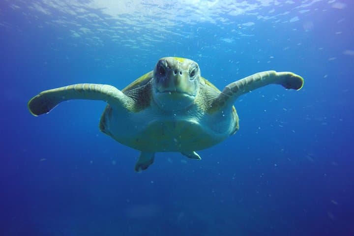 Buceo para buceadores certificados en Costa Adeje - 4
