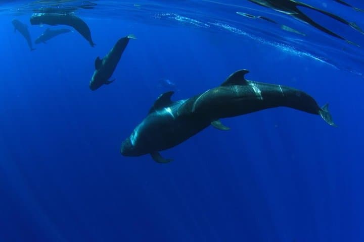 Delfines en acantilados Los Gigantes - 7