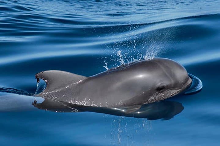 Velero de lujo para avistamiento de ballenas Gran Azur - 3