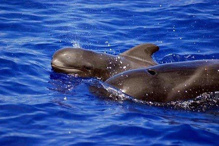 Velero de lujo para avistamiento de ballenas Gran Azur - 5