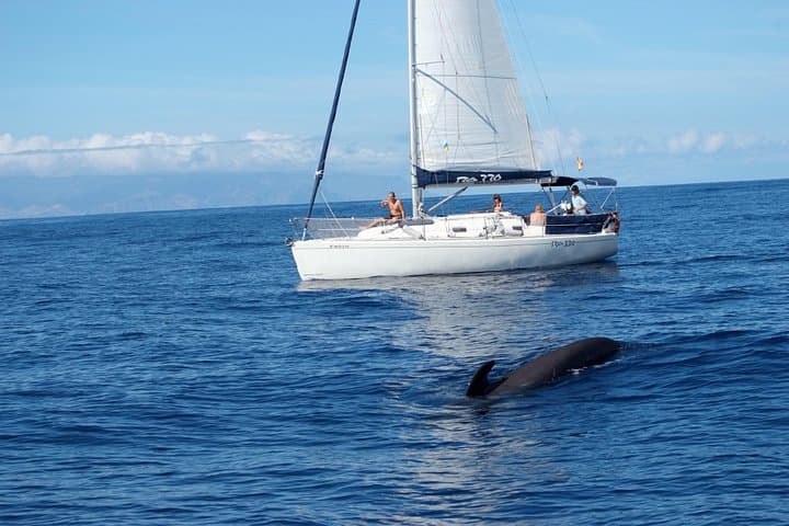 Tour privado en yate con avistamiento de ballenas y delfines - 1