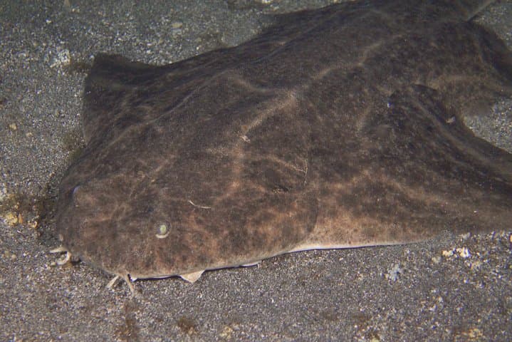 Buceo nocturno en Tenerife - 3