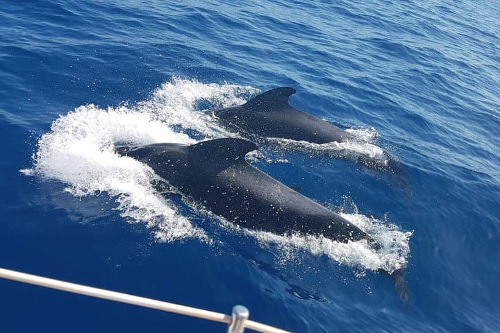 Velero de lujo para avistamiento de ballenas Gran Azur - 4