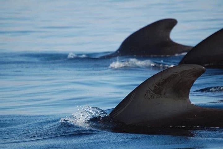 Tour privado en yate con avistamiento de ballenas y delfines - 6
