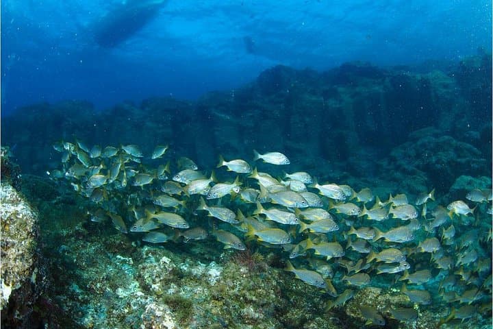 Tortugas - 5