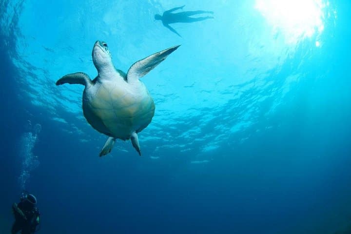 Tortugas - 7