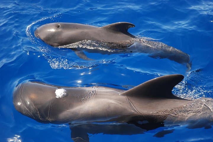 Avistamiento de ballenas - 5