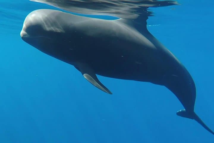 Ballena piloto tenerife - 1
