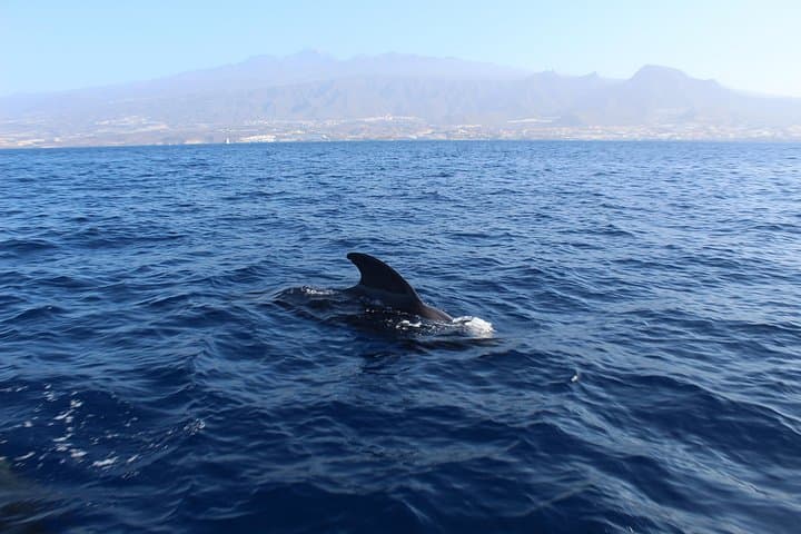 Charter privado en Tenerife sur max 7 personas - 3